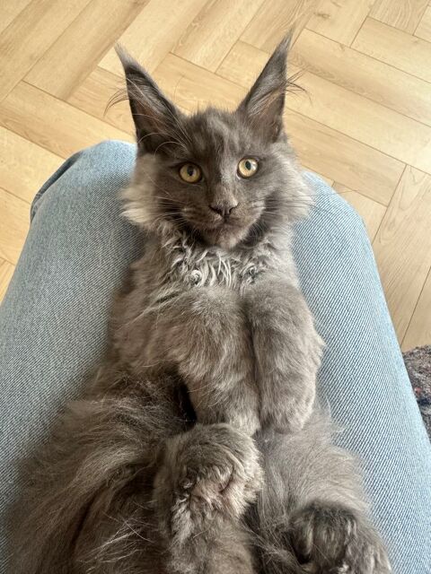 Maine coon 850 33000 Bordeaux