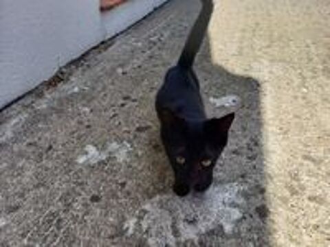   Chatons 