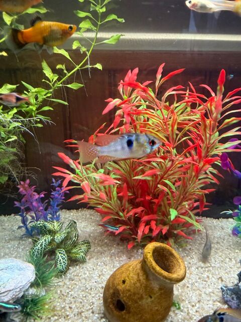 Cichlid&eacute; ramirezi  0 65350 Laslades