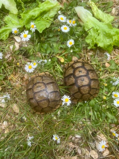Tortue grecqua 77130 Saint-germain-laval