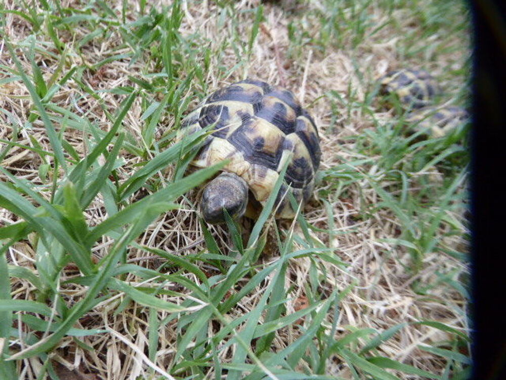   Tortues terrestre 