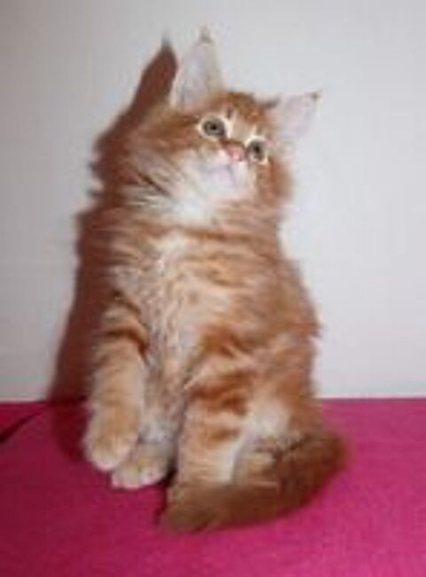   CHATONS MALES MAINE COONS 