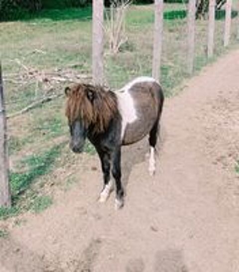   Cheval miniature OC  