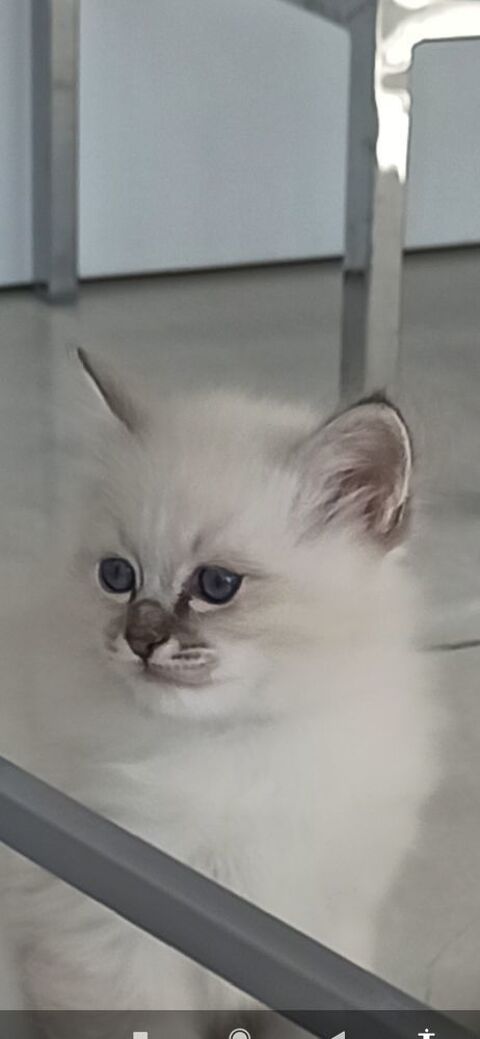 Femelle chaton sacré de Birmanie LOOF 1000 59810 Lesquin