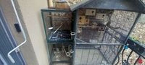   Cage + oiseaux exotiques  