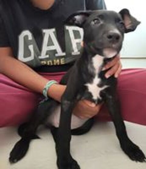  Stella,3 mois,cherche un bon foyer  