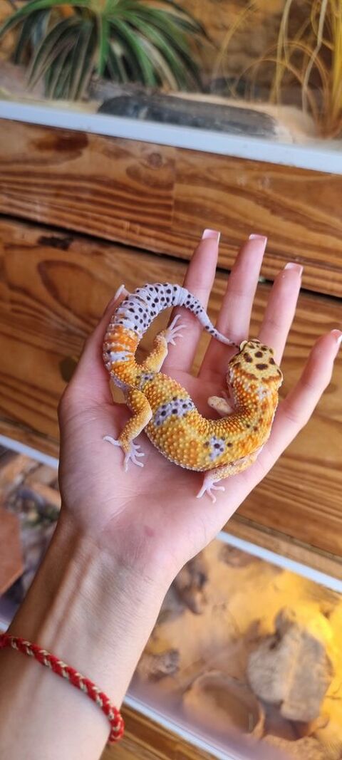 Gecko lopard 06510 Bouyon