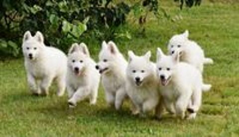   Chiots Berger Blanc Suisse LOF à réserver 