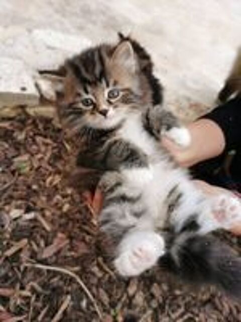   Chatons SIBÉRIENS LOOF (hypoallergéniques) 