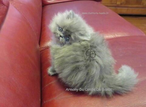 Chatons Persans et Exotic shorthair 750 75019 Paris