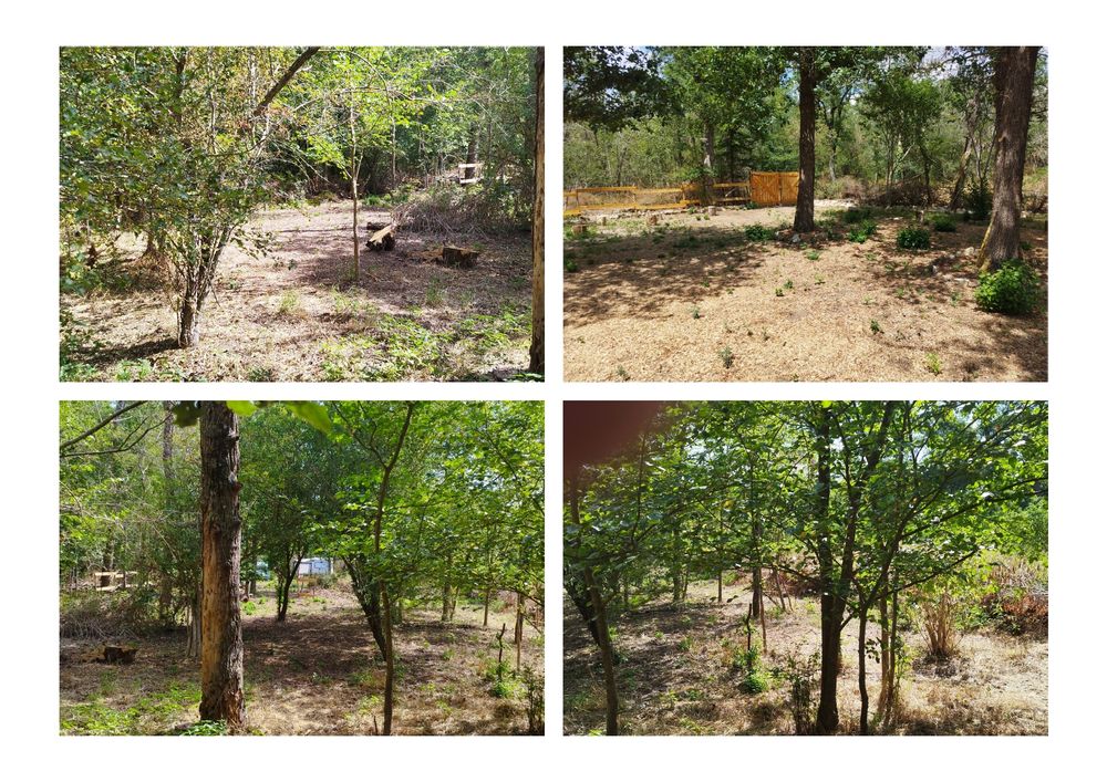 Vente Terrain Terrain de Loisir Forestier ( Taillis ) Farges-allichamps