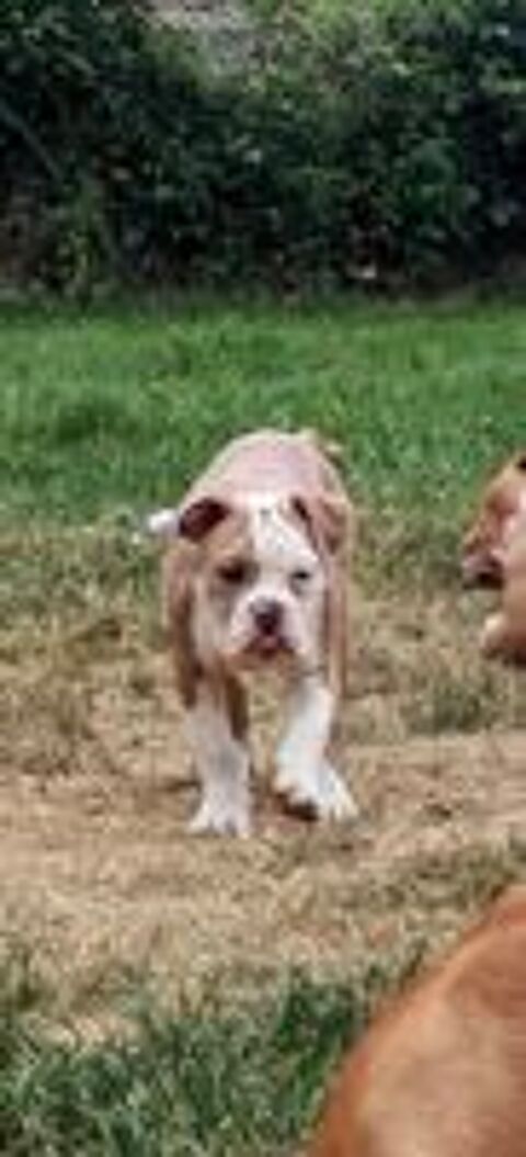   Chiots Old English Bulldog  