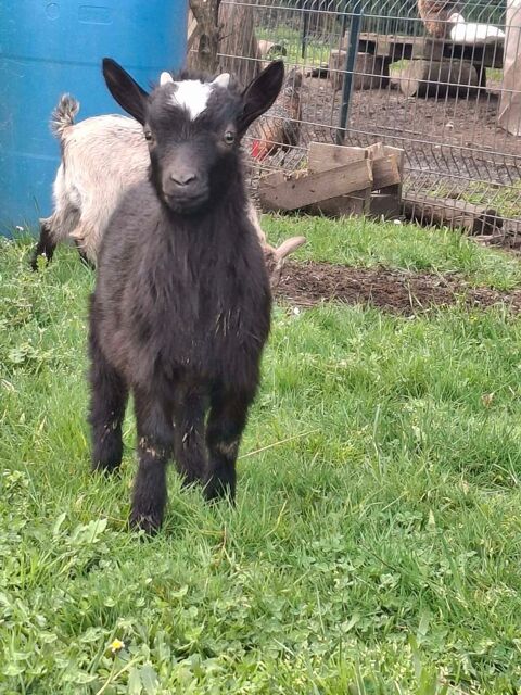 Jeune Bouc 50 17430 Bords