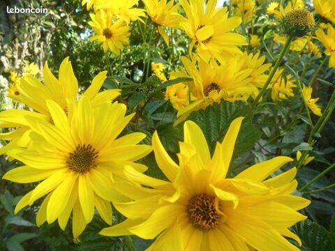 CHOIX DE PLANTES VARIES 2 Saint-Germain-la-Blanche-Herbe (14)