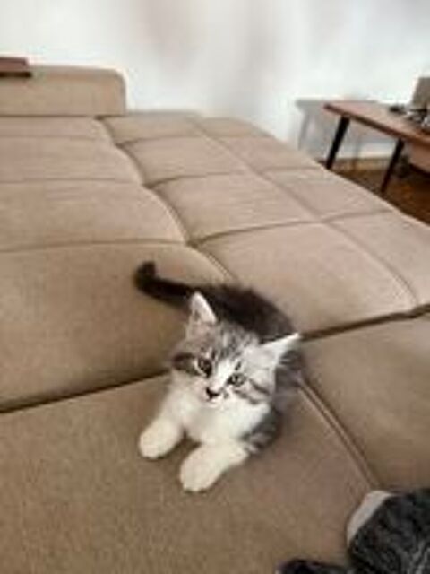   Chaton Sibérien / Norvégien,
