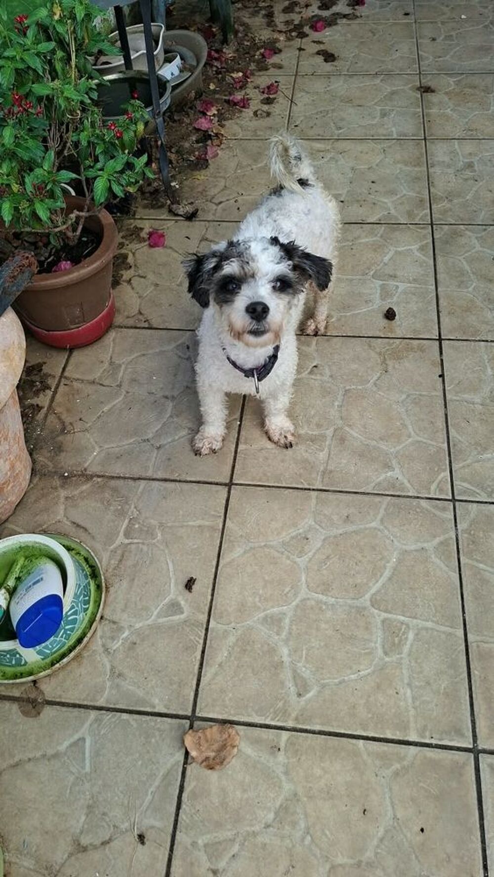   A ADOPTEE BELLA 