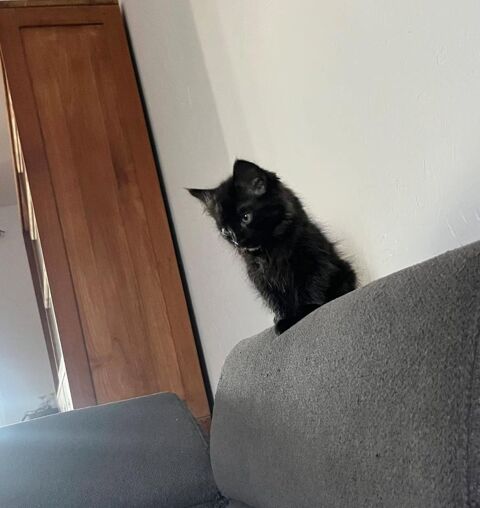 Chat BENITO &agrave; l adoption 140 30290 Laudun-l'ardoise