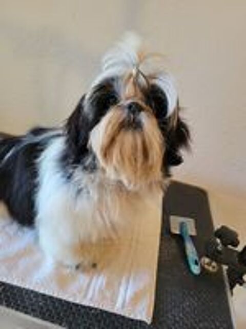   1  male shih tzu  lofi noir et blanc agde 