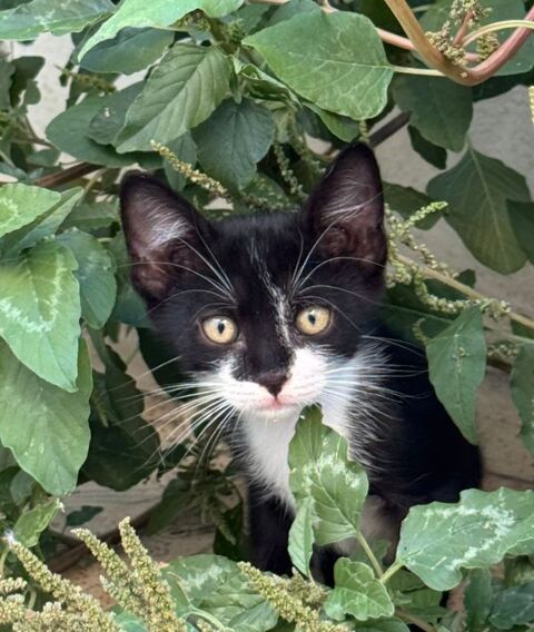 SACHA 180 95610 ragny