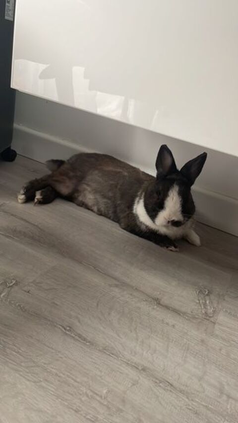 LAPIN A DONNER 0 95210 Saint-gratien