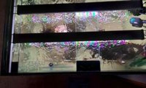   Aquarium defish 