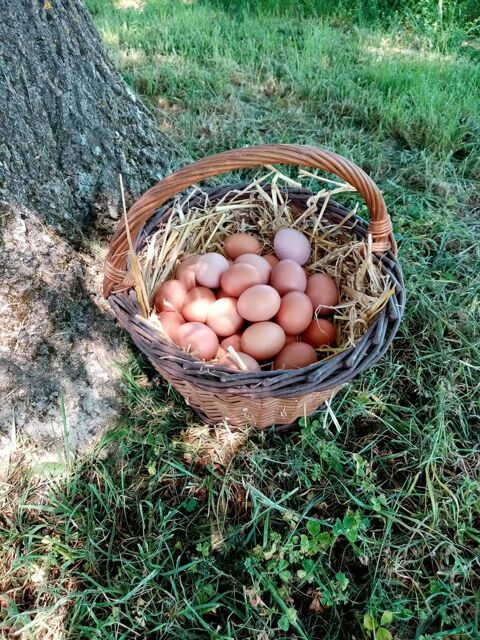 oeufs Frais 82230 Verlhac-tescou