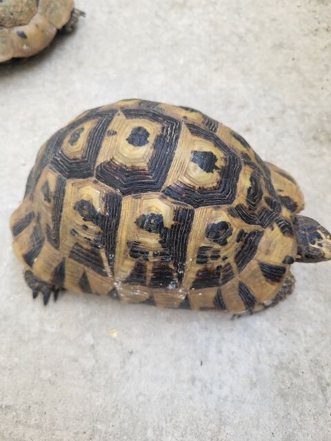 Tortue 13700 Marignane