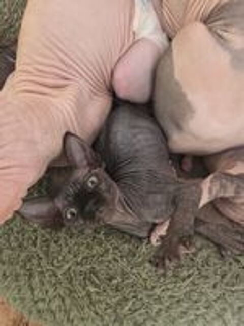   Chatons mâles sphynx et elfe 