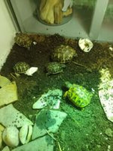   bébé tortues de terre Hermann 