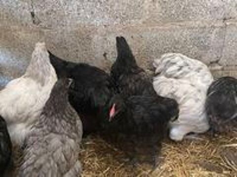   Poules et coqs orpington  