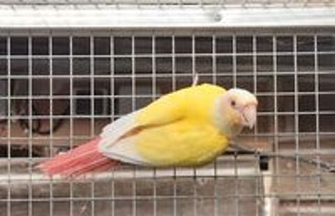   pyrrhura molinae - conure - lutino 