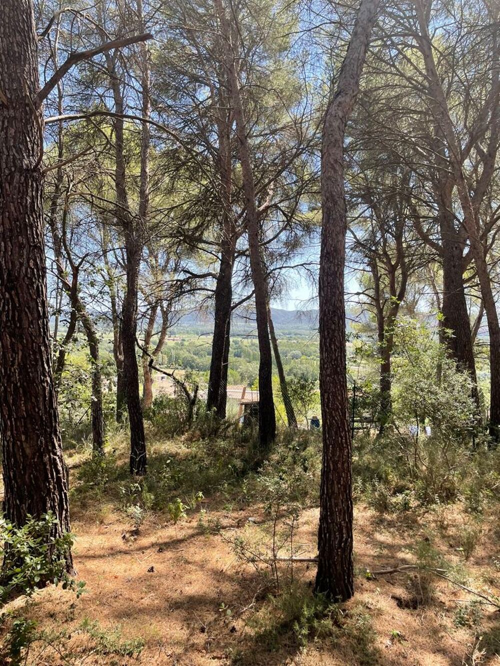 Vente Terrain Charmant terrain boisé de 3 856 m² à Cadenet, Provence Cadenet