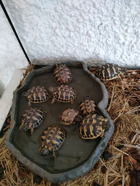 TORTUE 66300 Llauro