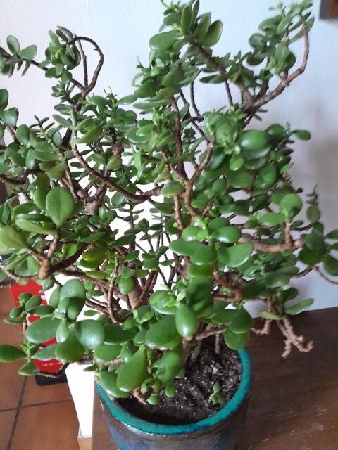 Plante d'appartement 20 P�ronnas (01)