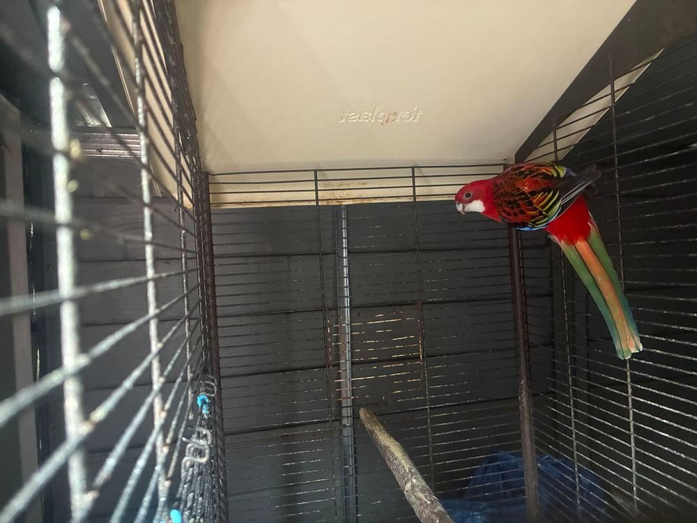 Ominicole rouge m&agrave;&cent;le €" 5 ans Décoration