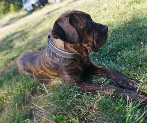 Bonjour recherche m&acirc;le cane corso pour saillie 0 72500 Luceau