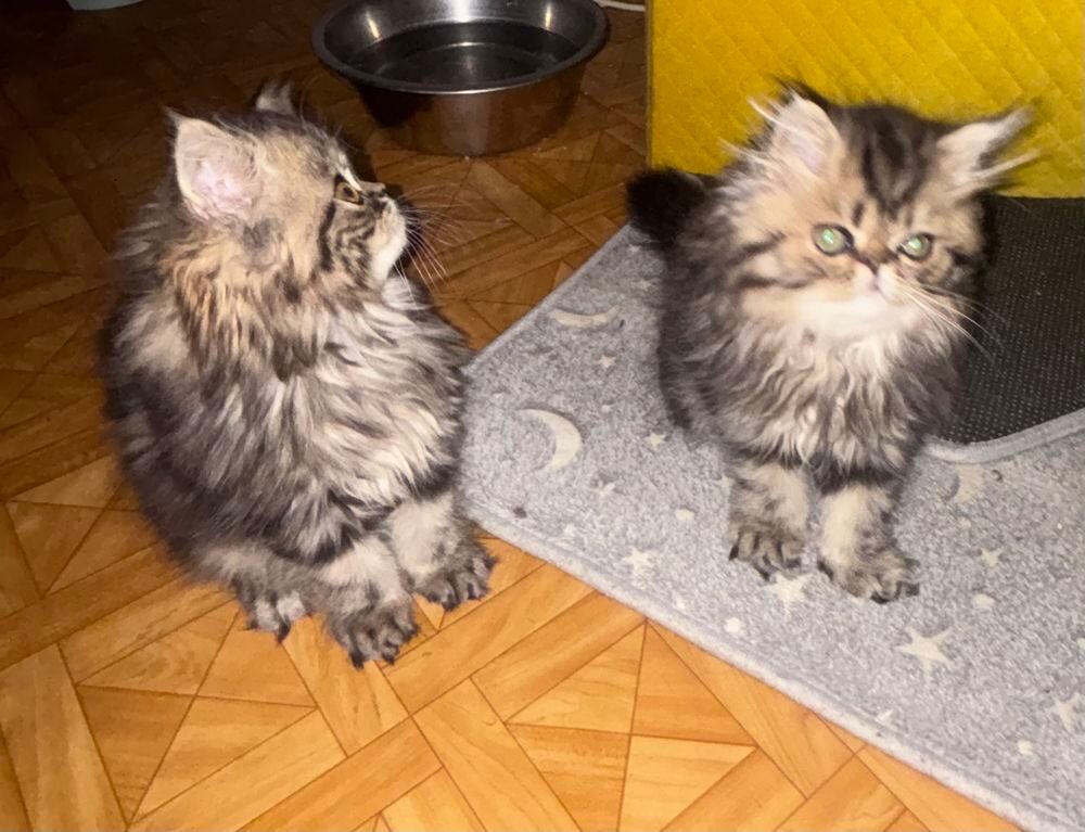   2 chatons persan LOOF  
