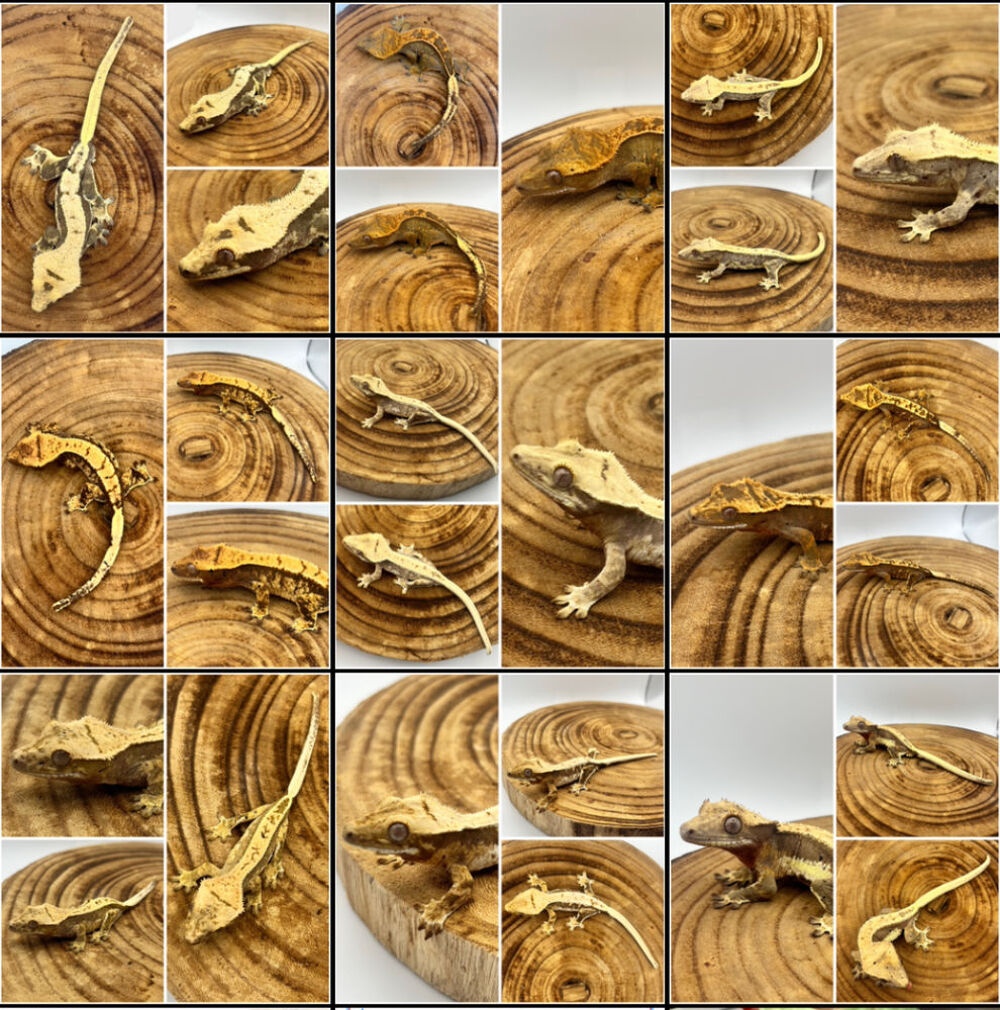   Gecko a crête / cloporte  
