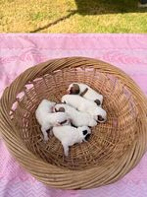   Chiots Jack Russel 