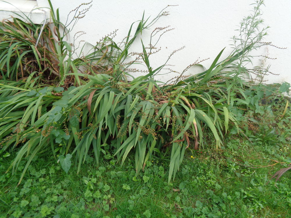 crocosmias Jardin