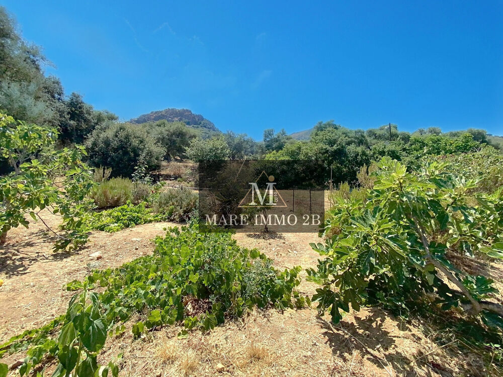 Vente Terrain terrain constructible Calvi