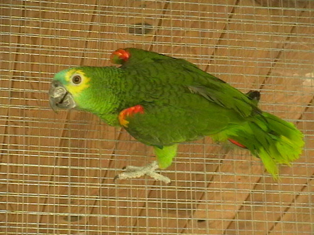   amazone à front bleu  