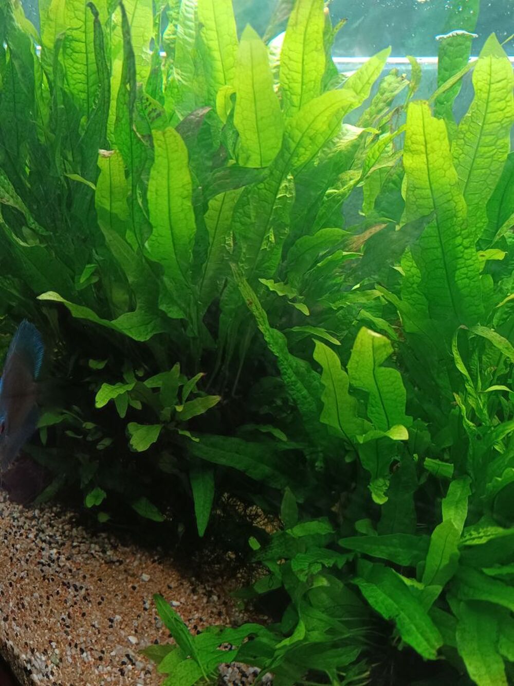   Échange microssorium xxl 