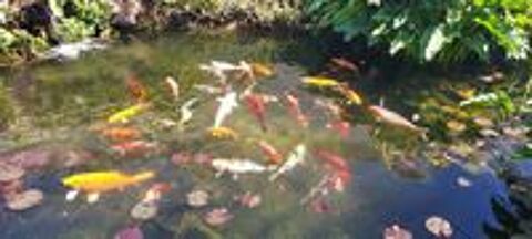   CARPES KOI 
