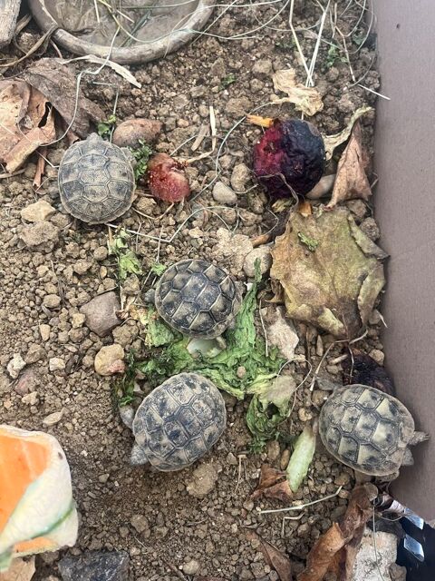 Tortue terrestre naissance mois d'aout 2026 30 34830 Jacou