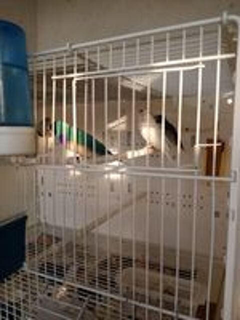   Diamant gould bleu  