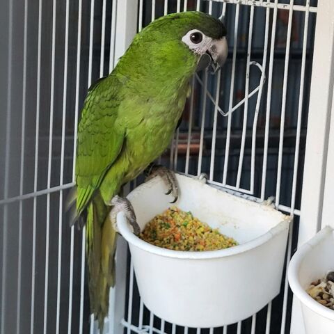 Jeunes Aras Noble 2025 300 16200 Julienne