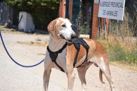 PONGO, l' ANGE  oublié du refuge cherche sa famille avant l'hiver ! 315 24140 Douville