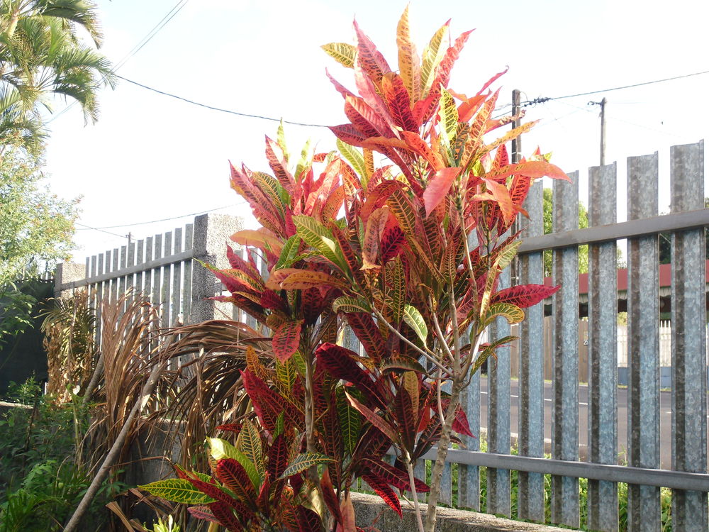 plantes diverses Jardin