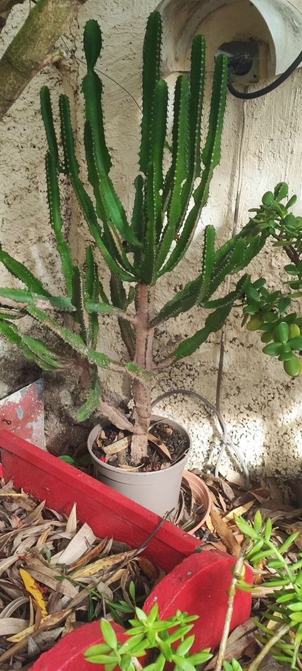 Cactus Jardin
